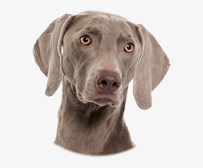 Motorola Bark 200u Ultrasonic And Vibrating Anti-bark, transparent png #3182621