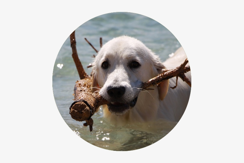 Null - Perros Del Mar, transparent png #3182737
