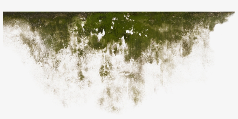 Water Damage - Tree, transparent png #3182755