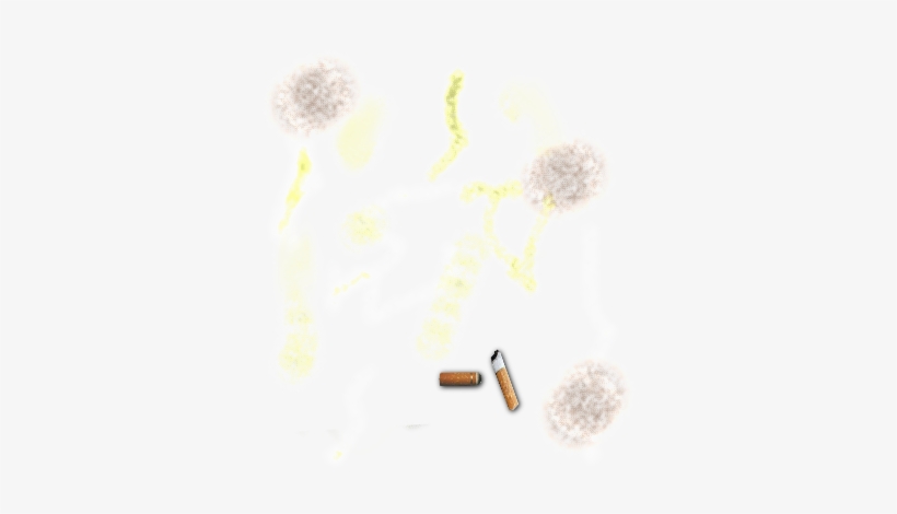 Pee And Cigarette Butts - Dandelion, transparent png #3183061