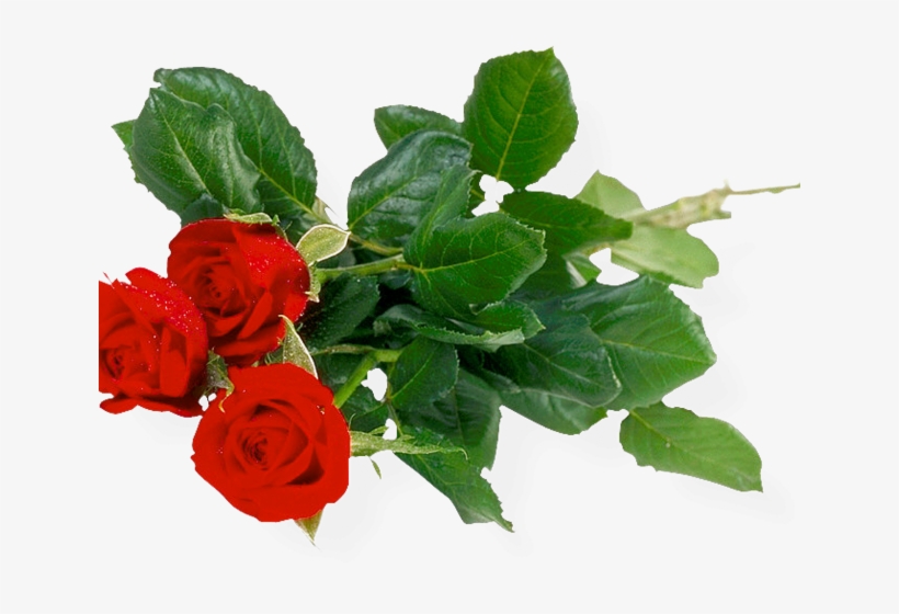 Rose Bush Clipart Anime Rose - Good Morning Pic Beautiful Roses, transparent png #3183599