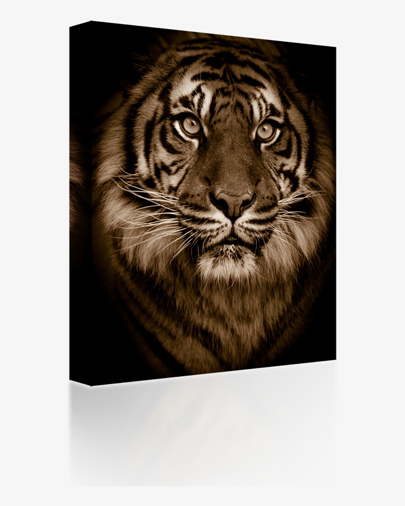 Tiger Eyes - Golden Bengal Tiger Green Eyes Big Cat Zippo Lighter, transparent png #3184351