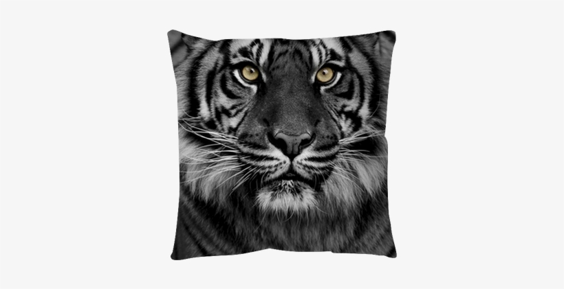 Tiger - 50x70 Cm, transparent png #3184430