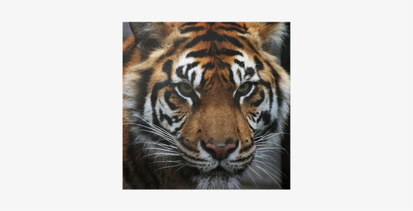 Toronto Zoo, transparent png #3184478