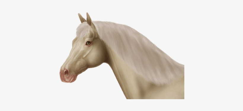 Tiger Eye On Champagne - Horse, transparent png #3184508