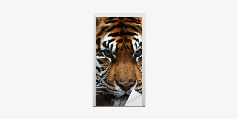Eye Of The Tiger, transparent png #3184716