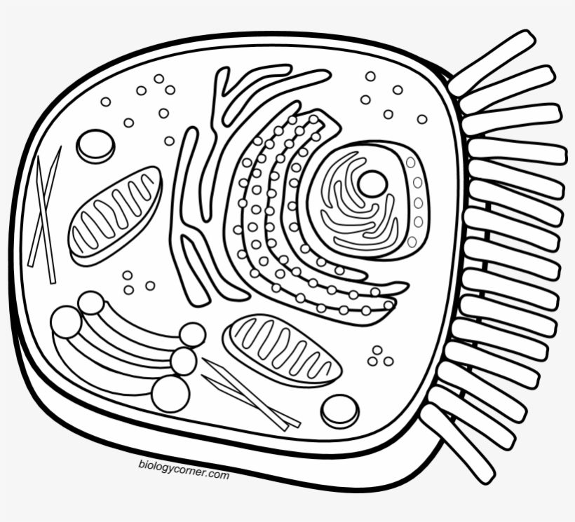 Animal Cell Coloring, transparent png #3186061