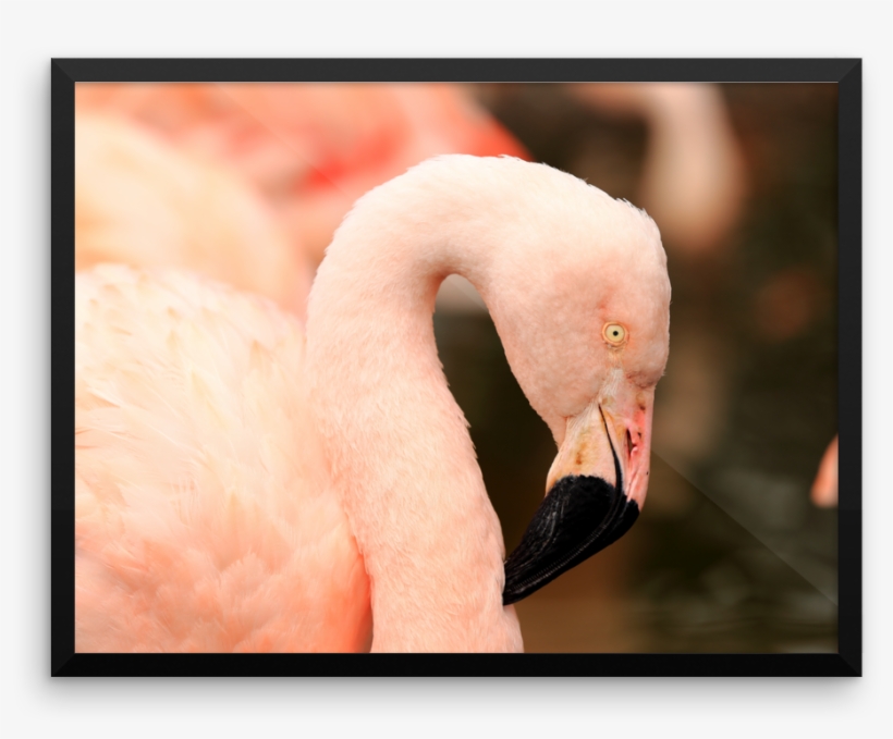Original Pink Flamingo - Flamingo, transparent png #3186466
