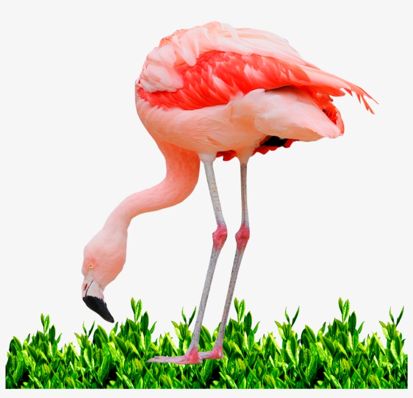 Greater Flamingo, transparent png #3186783