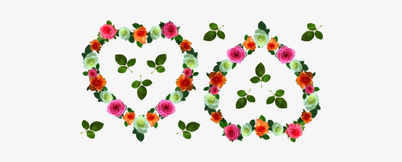 Rose Day - Evergreen Rose, transparent png #3186871