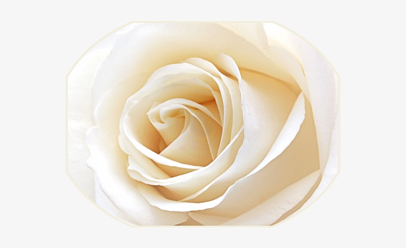 Click And Drag To Re-position The Image, If Desired - White Rose Close, transparent png #3186921