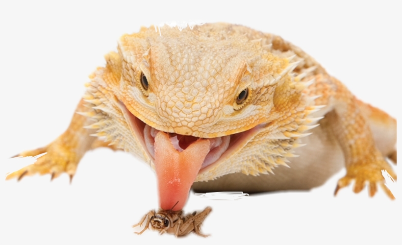 Report Abuse - Bearded Dragon Defense, transparent png #3188173