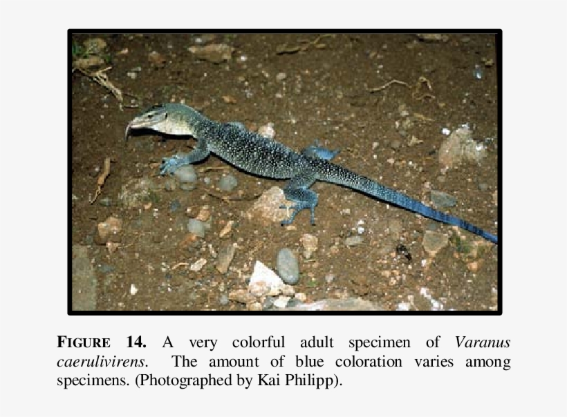 Varanus Caerulivirens Is Characterized By A Light, - Turquoise Monitor, transparent png #3188201