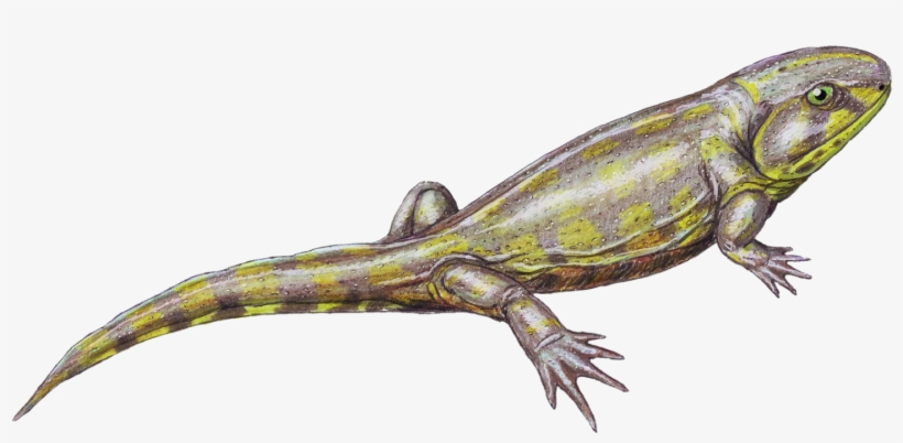 1) Save As Png Otherwise It Won't Be As You Want - Jpeg Images White Background, transparent png #3188270