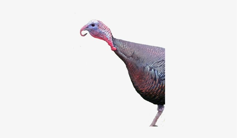 Bird Gard Electronic Bird Repellent Wild Turkey - Livestock, transparent png #3188295