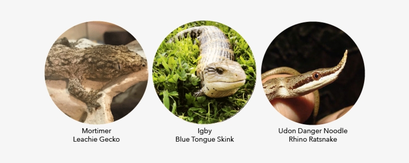 About The Reptile Addicts - Burmese Python, transparent png #3188297