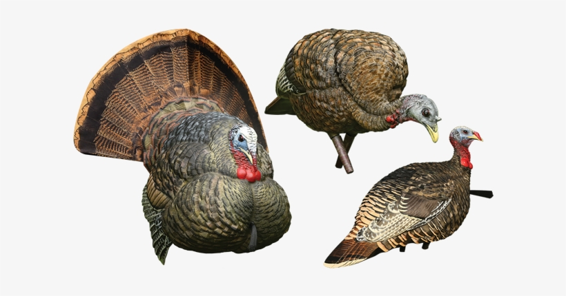 Just In Time For Spring Turkey Season, Avian X, Plano - Avian X Turkey Decoy - Feeder Hen - 8007, transparent png #3188321