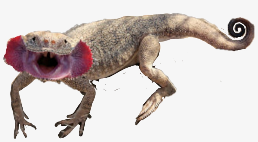 Report Abuse - Phrynocephalus Mystaceus, transparent png #3188348