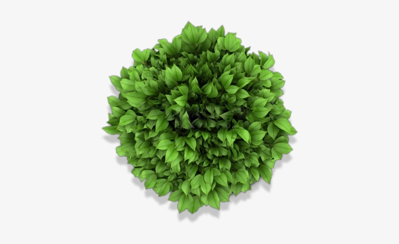 plant bed