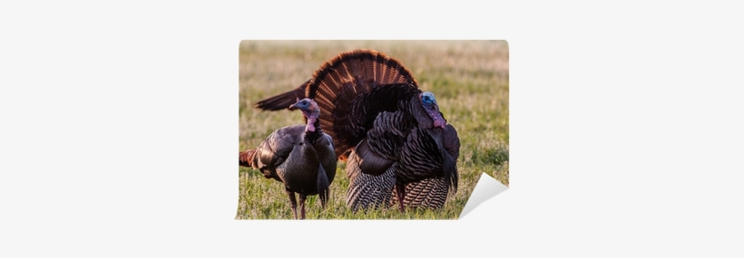 Domesticated Turkey, transparent png #3188481