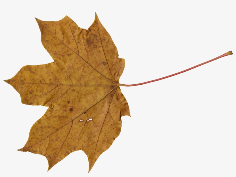 Something That Looks A Lot Like A Rust Stain Or Metal, transparent png #3188656