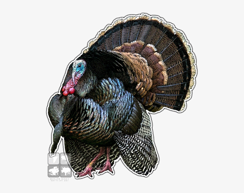 Wild Turkey Decal Art Free Transparent PNG Download PNGkey