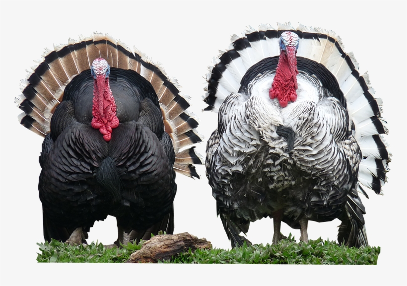 Turkeys,cut,out - Out Poster Print, transparent png #3189010