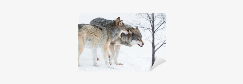 Snow, transparent png #3189040