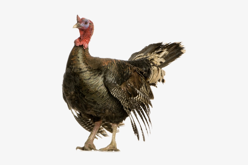 Search For - - Wild Turkey, transparent png #3189243