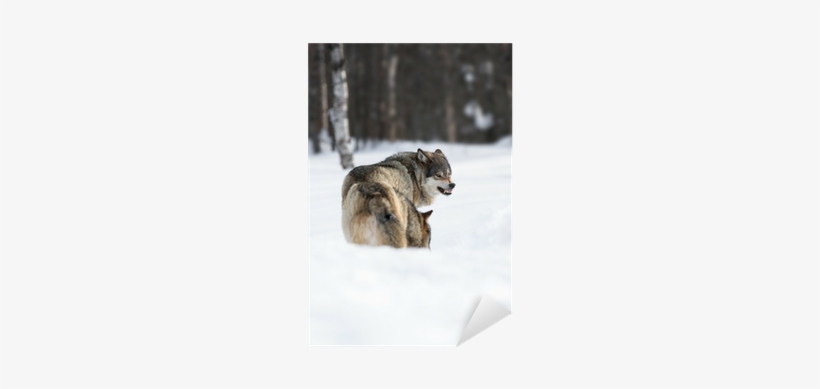 Lobos Enojados, transparent png #3189291