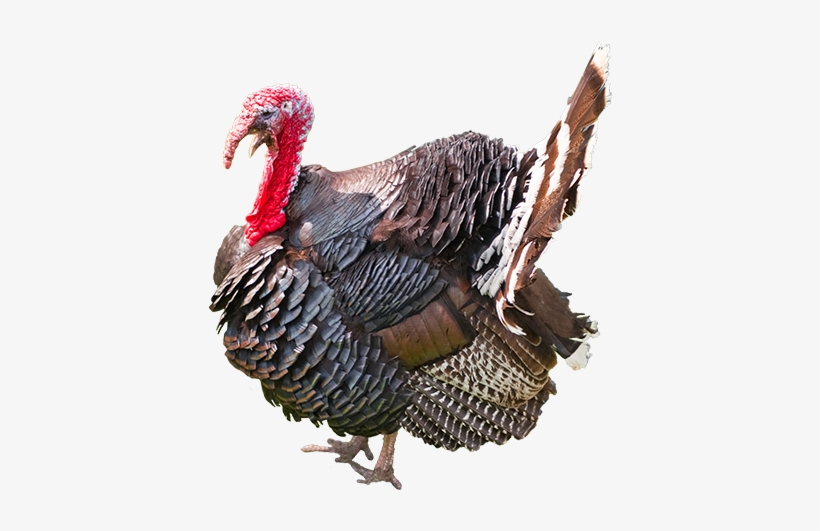 Search For - - Turkey, transparent png #3189356