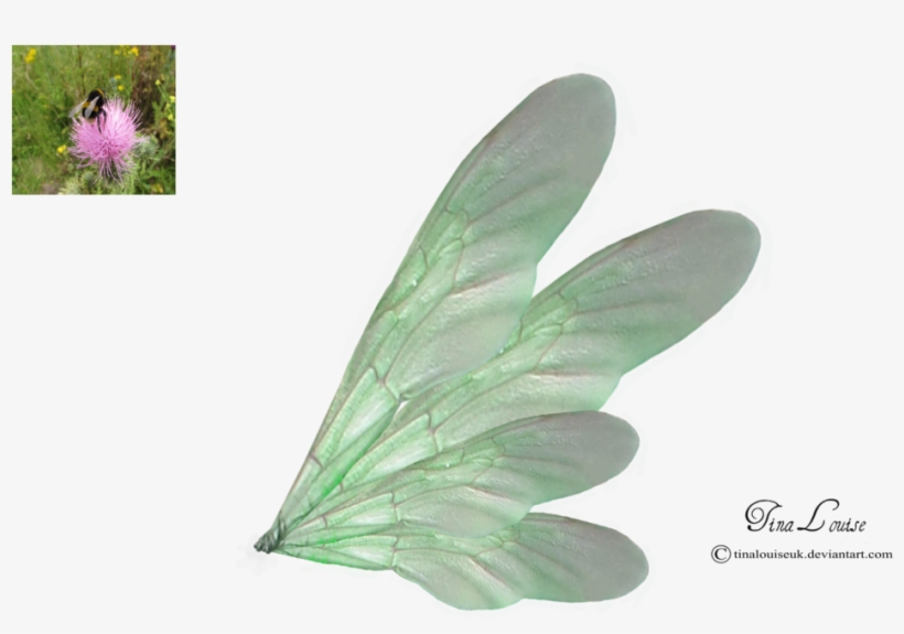 Green Wings By Tinalouiseuk Green Wing, Wings Png, - .net, transparent png #3189483