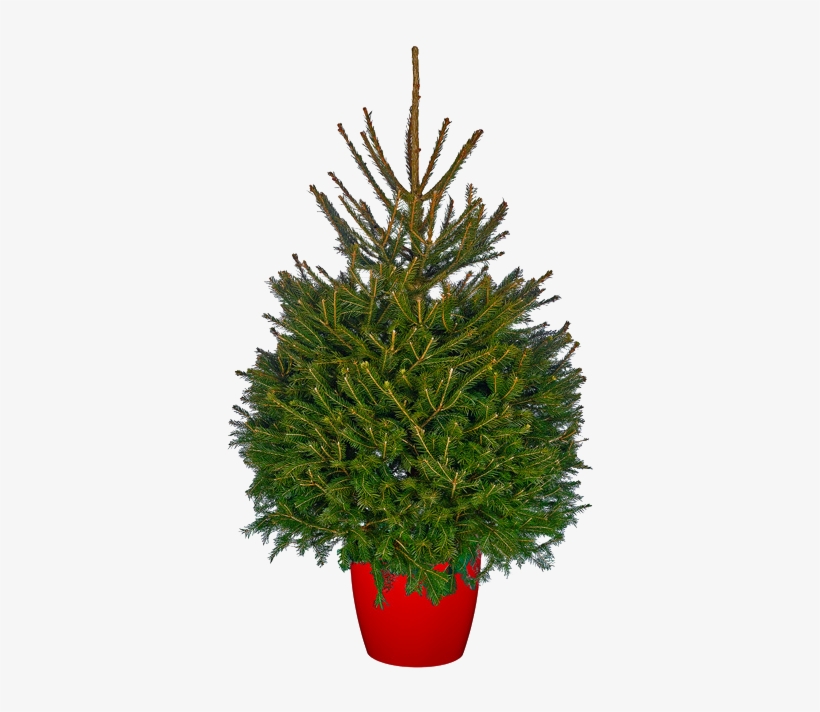Norway Spruce - Christmas Tree In Pot, transparent png #3190468