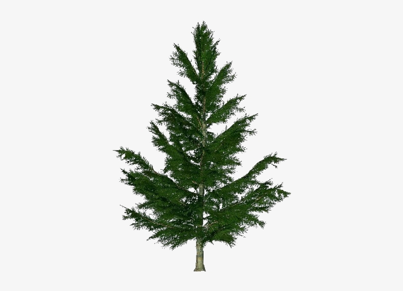 3d Trees - Spruce - Künstlicher Christbaum Profi, transparent png #3190488