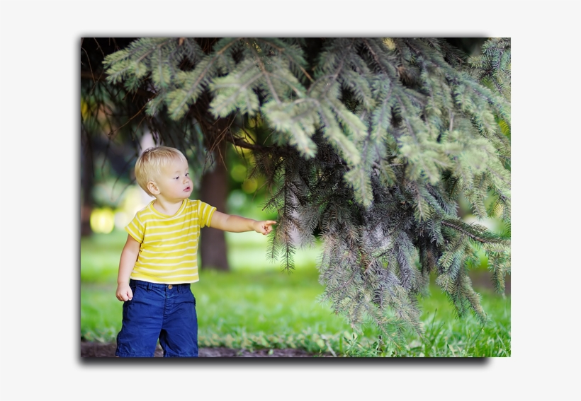 Placeholder Image - Green Tree Nursery & Storage, transparent png #3190494
