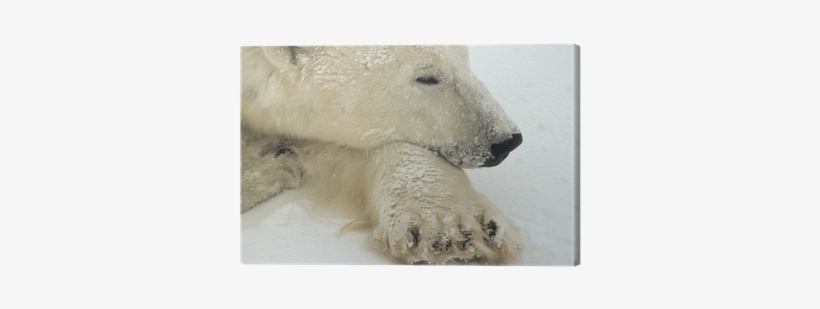 Polar Bear, transparent png #3192174
