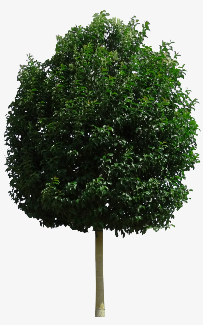 Null - New Mexico Maple, transparent png #3196809