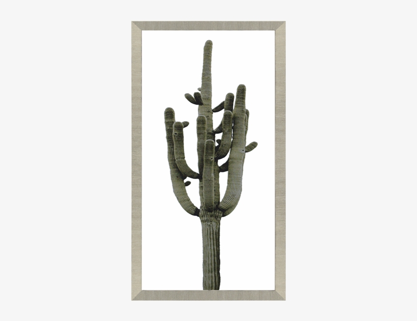Saguaro Ii - Bungalow Rose 'saguaro Ii' Framed Graphic Art Print, transparent png #3196828