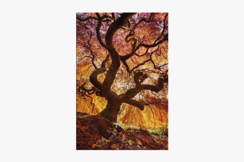 Japanese Flame Tree Landscape Canvas - Japanese Flame Tree, transparent png #3196946