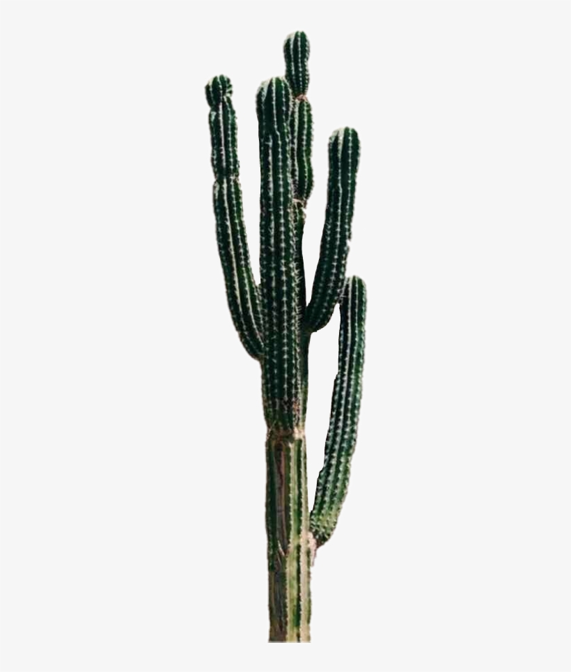 Cactus Plant Freetoedit - Cactus Tumblr Hd, transparent png #3197411