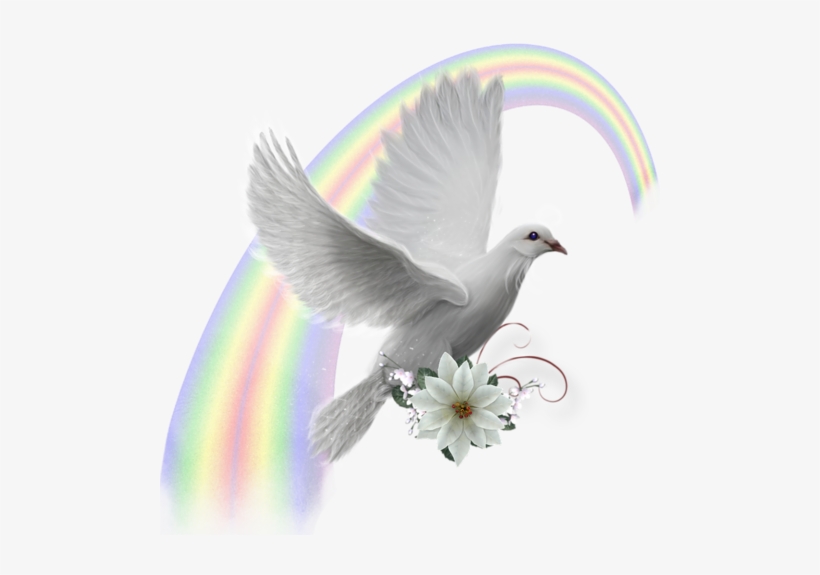 Colombe Tube, transparent png #3197873