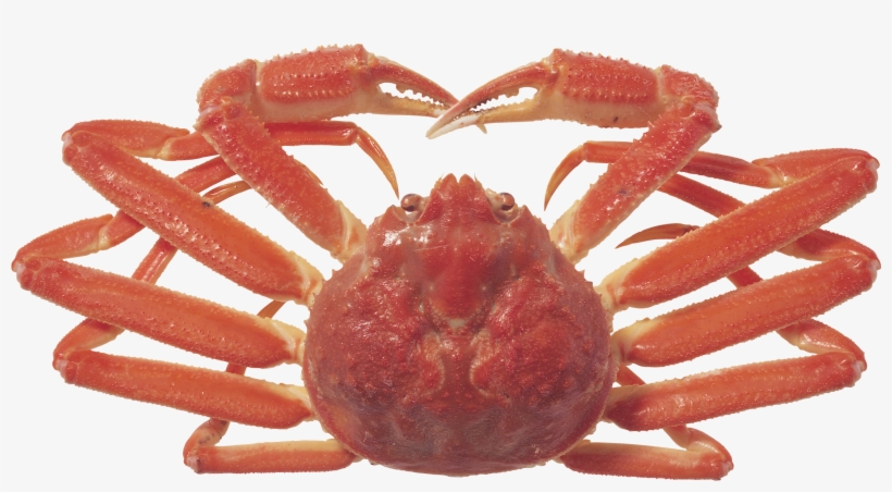 Crab Icon Clipart - Crab, transparent png #320409