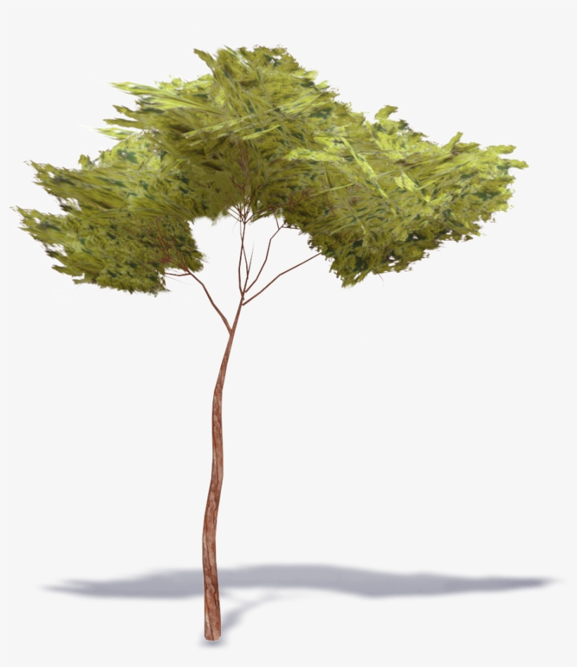 Stone Pine Tree, transparent png #320512