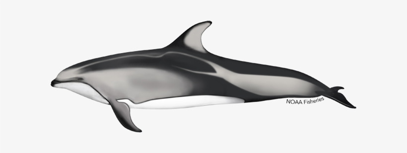 Pacific White-sided Dolphin, transparent png #320514