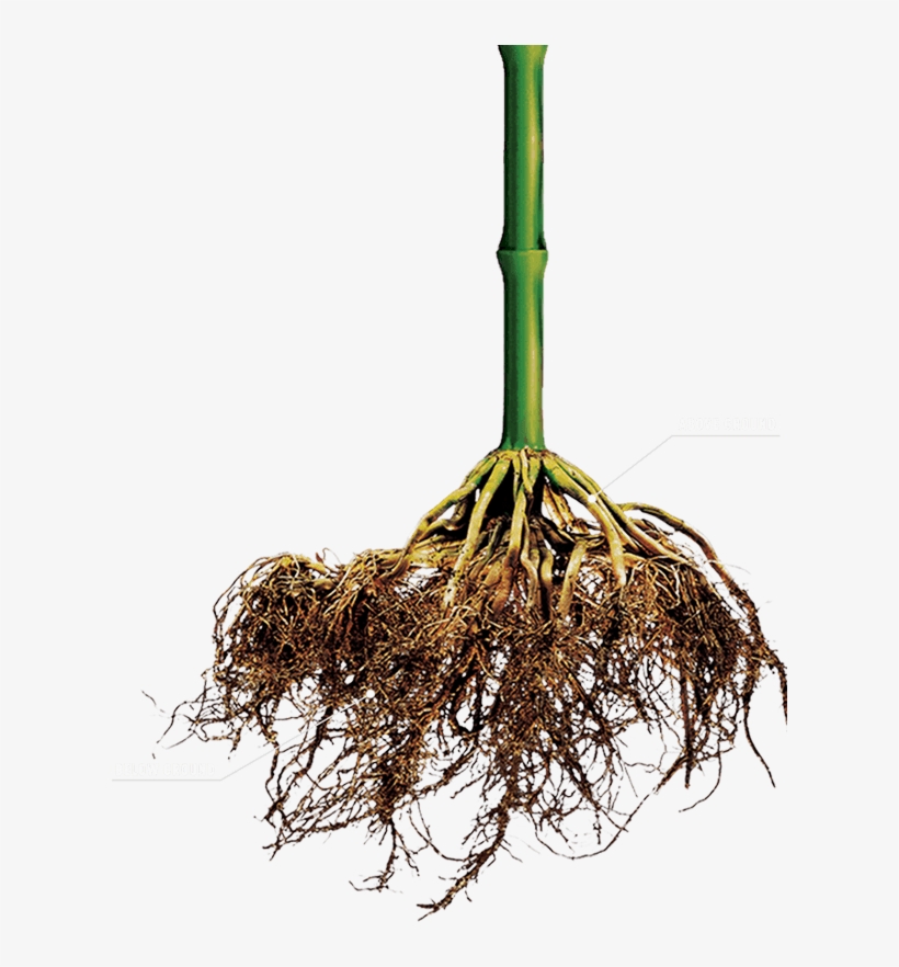 3 How It Works - Corn Root Png, transparent png #321357