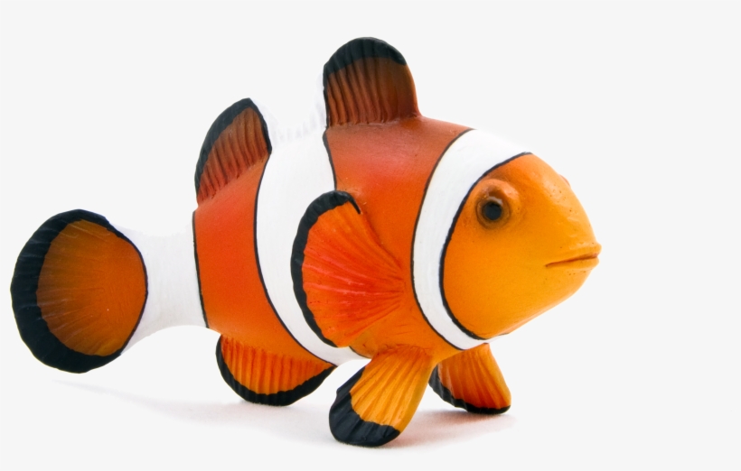 Clown Fish Png, transparent png #321568