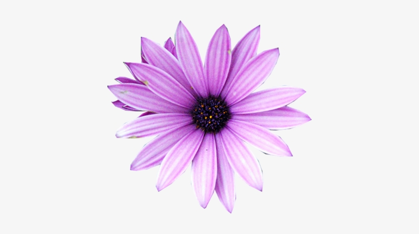 Purple Flower Png - Real Purple Flower Png, transparent png #321943
