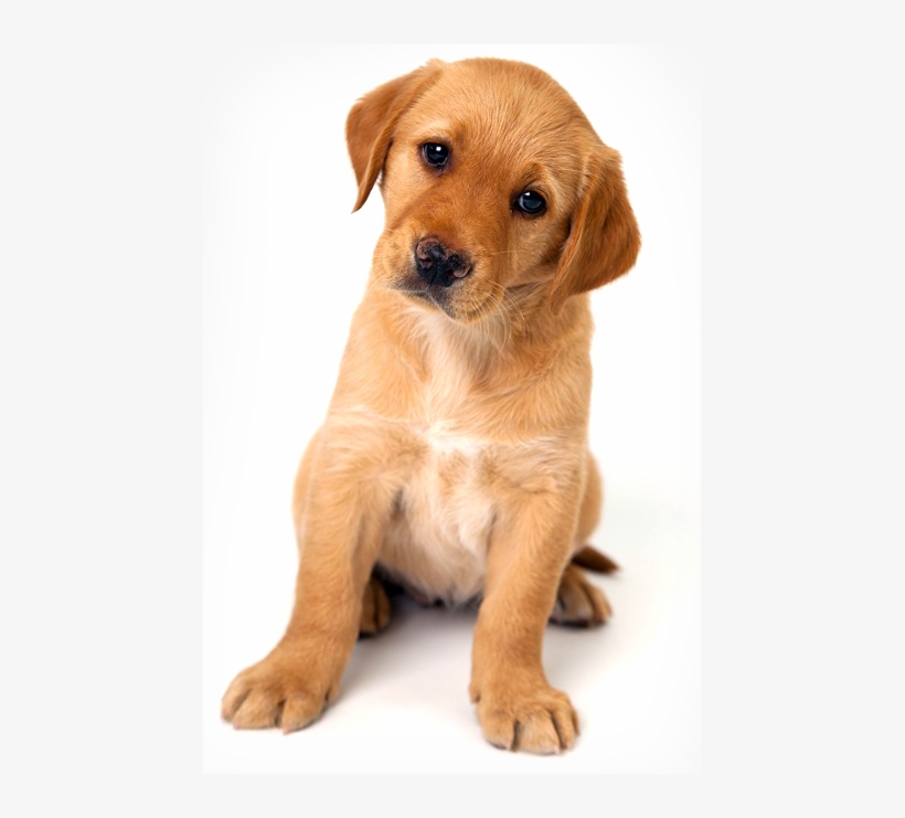 Image Of A Puppy Sitting With Its Head To One Side - Puppy Dogs, transparent png #321969