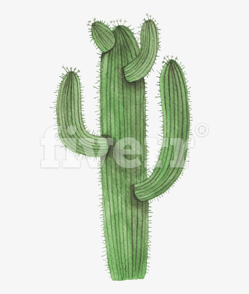 Cactus, transparent png #322307