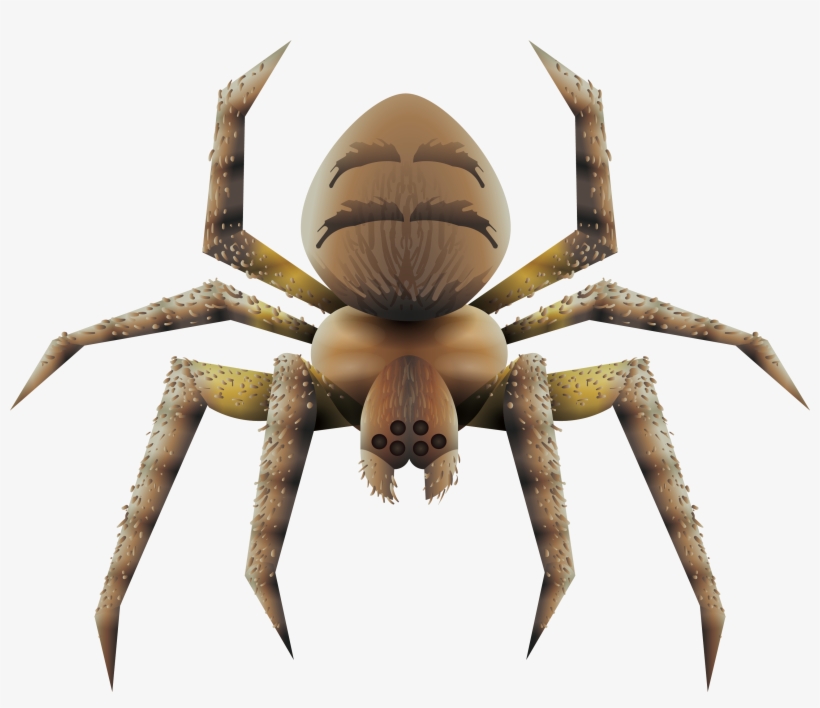 Wolf Spider Png - Spider, transparent png #322567